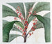 Elegant Clavija Painting - Sydenham Edwards — artwork view