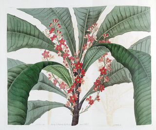 Elegant Clavija Painting - Sydenham Edwards — artwork view