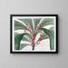 Elegant Clavija Painting - Sydenham Edwards — framed artwork on a wall