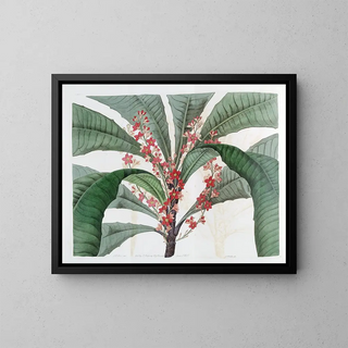 Elegant Clavija Painting - Sydenham Edwards — framed artwork on a wall