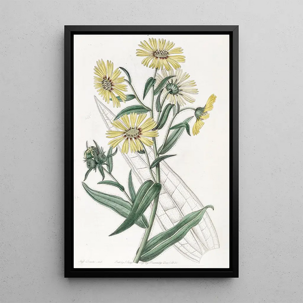 Elegant Madia Painting - Sydenham Edwards — framed artwork on a wall