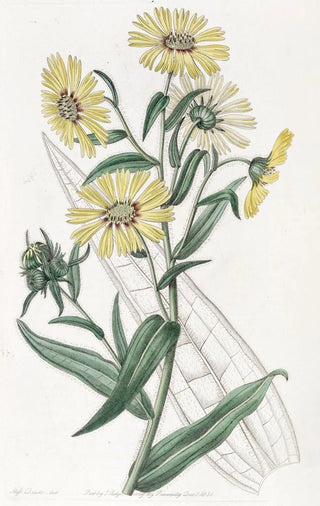 Sydenham Edwards - Elegant Madia.webp