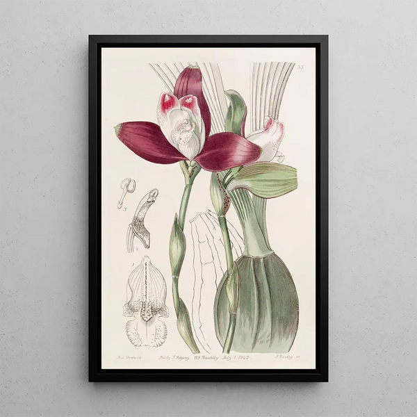Lycaste à fleurs régulières - Sydenham Edwards — framed artwork on a wall