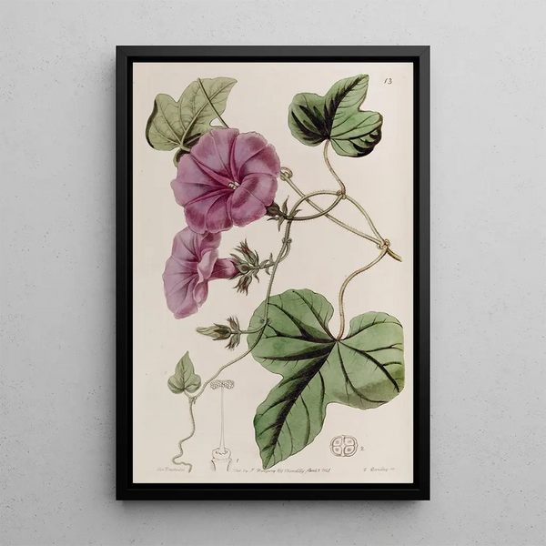 Ipomée à feuilles de figuier - Sydenham Edwards — framed artwork on a wall