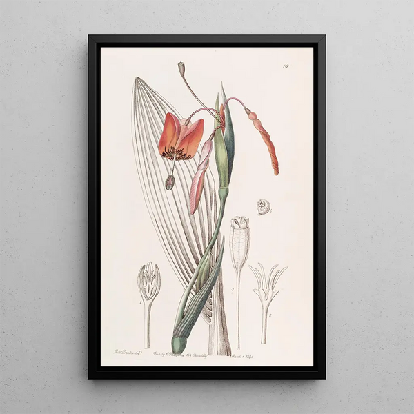 Tige raide couleur flamme - Sydenham Edwards — framed artwork on a wall