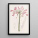 Calostemma couleur chair - Sydenham Edwards — framed artwork on a wall