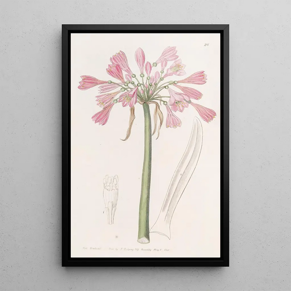 Calostemma couleur chair - Sydenham Edwards — framed artwork on a wall