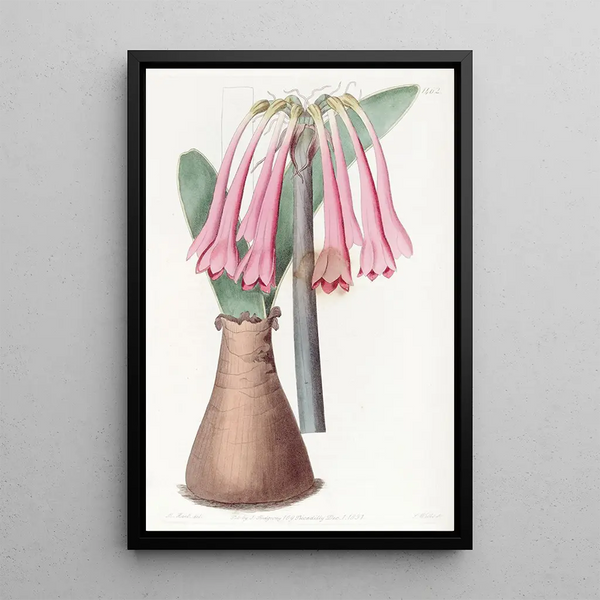 Cyrtanthus color flesh - Sydenham Edwards — framed artwork on a wall