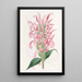 Justicia couleur chair - Sydenham Edwards — framed artwork on a wall