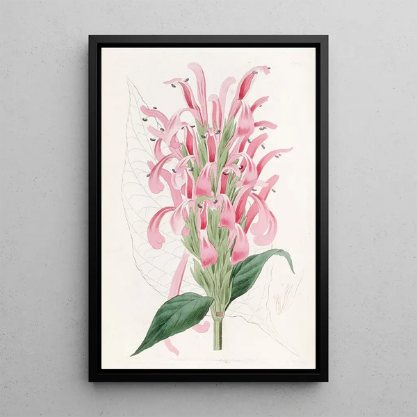Justicia couleur chair - Sydenham Edwards — framed artwork on a wall