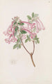 Abélia floride - Sydenham Edwards — artwork view