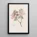 Abélia floride - Sydenham Edwards — framed artwork on a wall