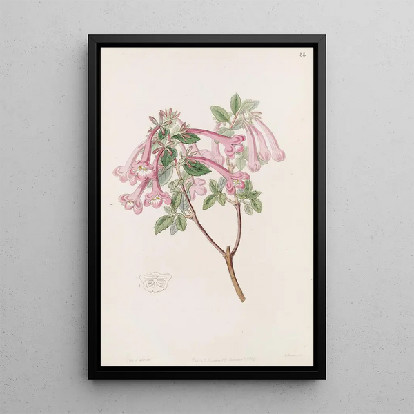 Abélia floride - Sydenham Edwards — framed artwork on a wall