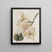 Stanhopea à quatre cornes - Sydenham Edwards — framed artwork on a wall