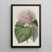 Clérodendron odorant - Sydenham Edwards — framed artwork on a wall
