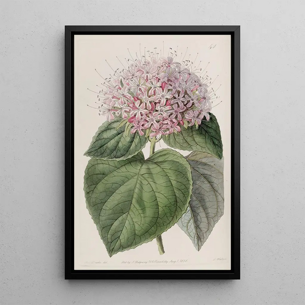 Clérodendron odorant - Sydenham Edwards — framed artwork on a wall