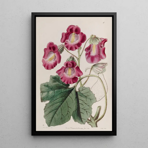 Martynie odorante - Sydenham Edwards — framed artwork on a wall