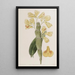 Dendrobium sillonné - Sydenham Edwards — framed artwork on a wall
