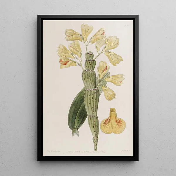 Dendrobium sillonné - Sydenham Edwards — framed artwork on a wall