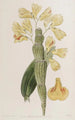 Dendrobium sillonné - Sydenham Edwards — artwork view