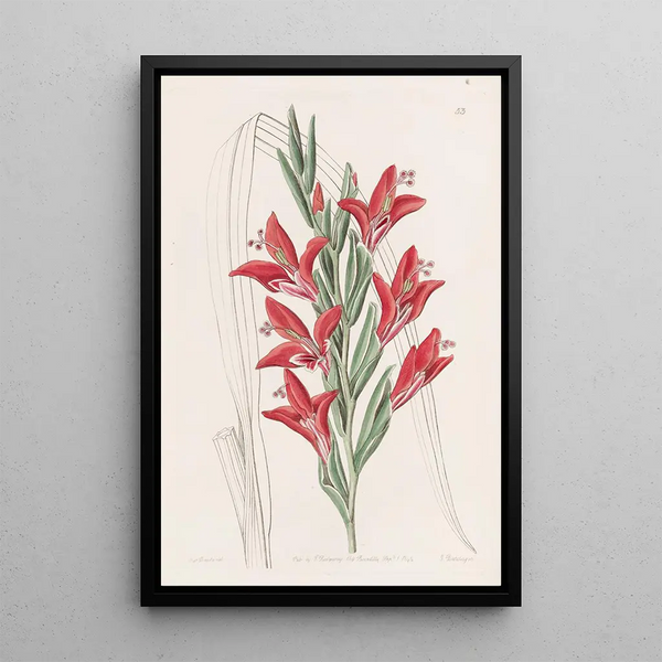 Garden Variety Painting - Sydenham Edwards — framed artwork on a wall