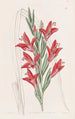 Garden Variety Painting - Sydenham Edwards — artwork view