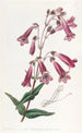 Pénstémon gentianacé - Sydenham Edwards — artwork view