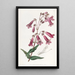 Pénstémon gentianacé - Sydenham Edwards — framed artwork on a wall