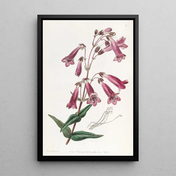 Pénstémon gentianacé - Sydenham Edwards — framed artwork on a wall