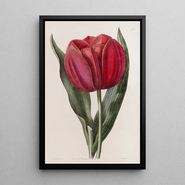 Tulip by Gesner - Sydenham Edwards — framed artwork on a wall