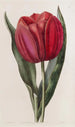 Tulip by Gesner - Sydenham Edwards — artwork view