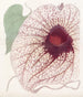 Aristoloche géante - Sydenham Edwards — artwork view
