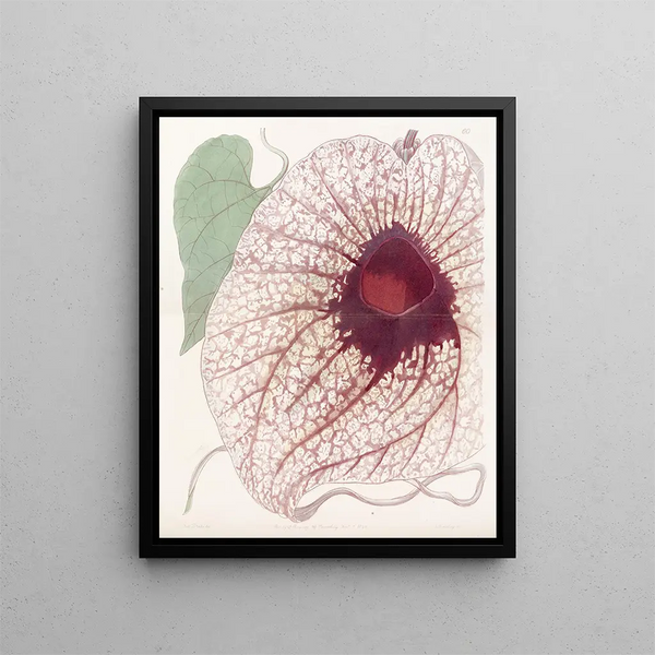 Aristoloche géante - Sydenham Edwards — framed artwork on a wall