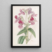 Baume glanduleux - Sydenham Edwards — framed artwork on a wall