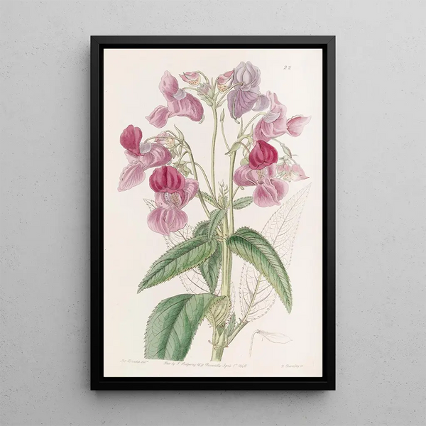Baume glanduleux - Sydenham Edwards — framed artwork on a wall