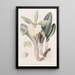 Brassavola glauca - Sydenham Edwards — framed artwork on a wall