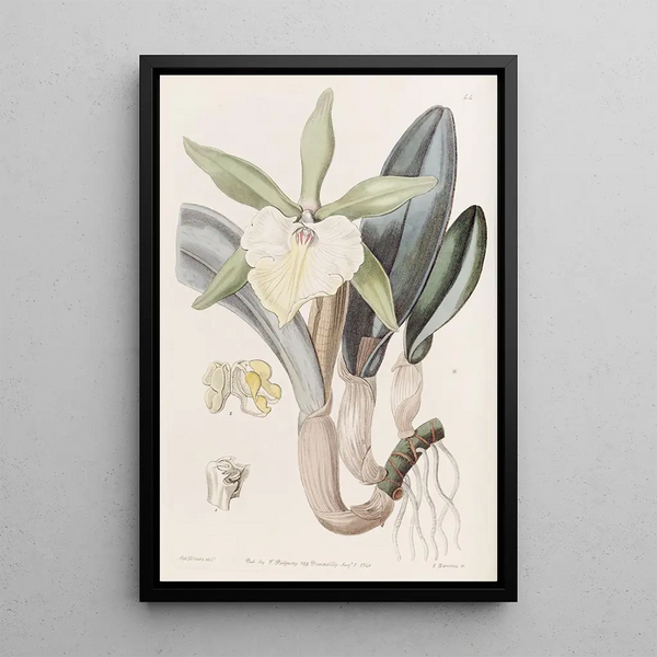 Brassavola glauca - Sydenham Edwards — framed artwork on a wall