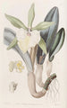Brassavola glauca - Sydenham Edwards — artwork view