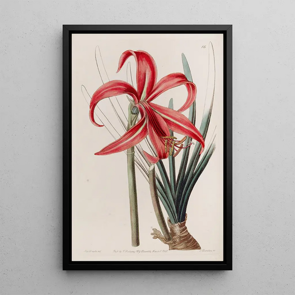 Lis jacobéen glauque - Sydenham Edwards — framed artwork on a wall