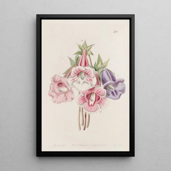 Gloxinia speciosa - Sydenham Edwards — framed artwork on a wall