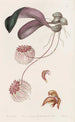 Cirrhopetalum with gold border - Sydenham Edwards — artwork view