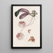 Cirrhopetalum with gold border - Sydenham Edwards — framed artwork on a wall