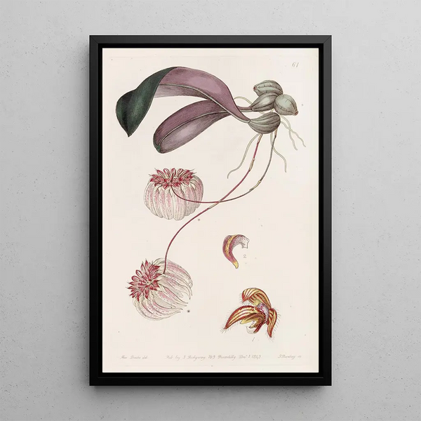 Cirrhopetalum with gold border - Sydenham Edwards — framed artwork on a wall