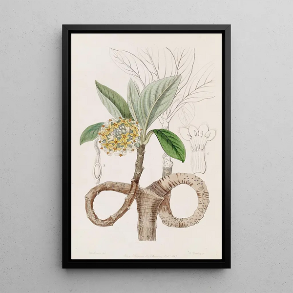 Edgeworthia dorée - Sydenham Edwards — framed artwork on a wall