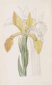 Golden Iris Painting - Sydenham Edwards — artwork view
