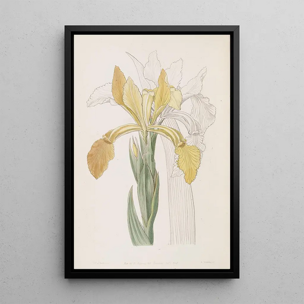 Golden Iris Painting - Sydenham Edwards — framed artwork on a wall