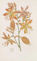 Golden Tritonia Painting - Sydenham Edwards — artwork view