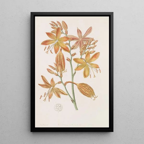 Golden Tritonia Painting - Sydenham Edwards — framed artwork on a wall