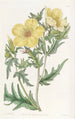 Gold-Flecked Flower Painting - Sydenham Edwards — artwork view