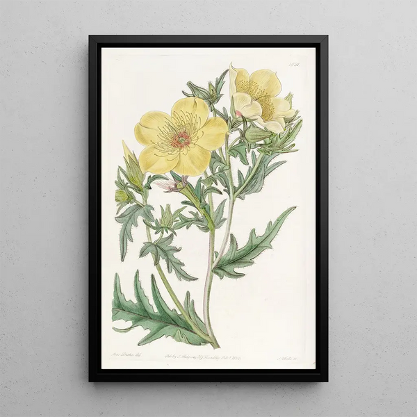 Gold-Flecked Flower Painting - Sydenham Edwards — framed artwork on a wall